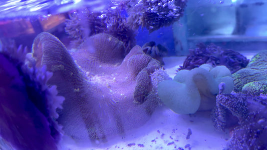 Mertensii Carpet Anemone MCA071903 WYSIWYG Size: Show XXL 16" And Above