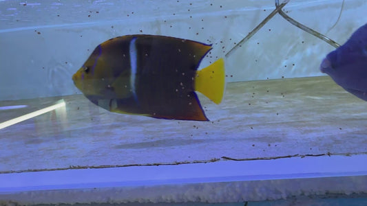 Passer King Angelfish PKA072106 WYSIWYG Size: XL 5.5"