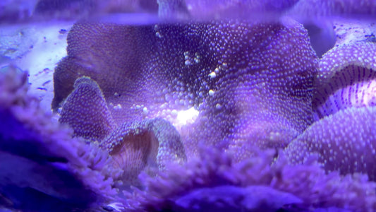 Mertensii Carpet Anemone MCA071905 WYSIWYG Size: Show XXL 16" And Above