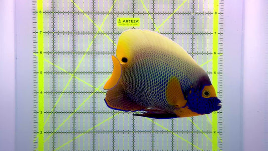Blueface Angelfish Adult (Sumatra Vibrant Colors) BAA102401 WYSIWYG Size: XL 6" approx