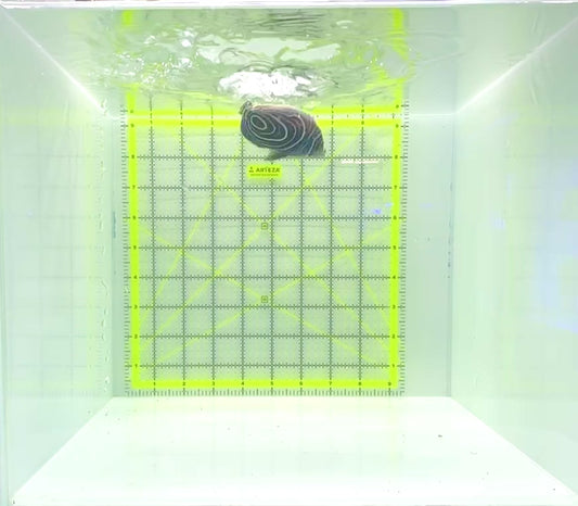 Emperor Angelfish Juvenile EAJ112303 WYSIWYG Size: L 3.25"