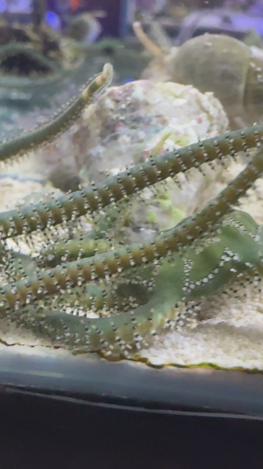 Olive Green Brittle Starfish OGBS111301 WYSIWYG Size: XL 6" approx