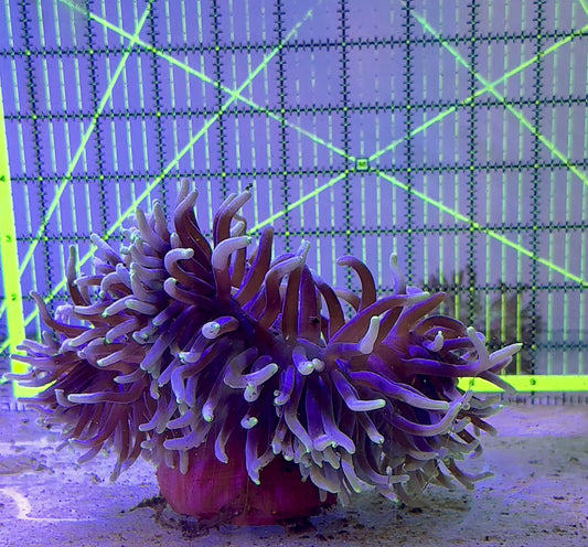 Long Tentacle Anemone WYSIWYG LTA062701 Size XL: 9" to 11"