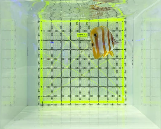 Copperband Butterflyfish CB120901 WYSIWYG Size: XL 4.25" approx