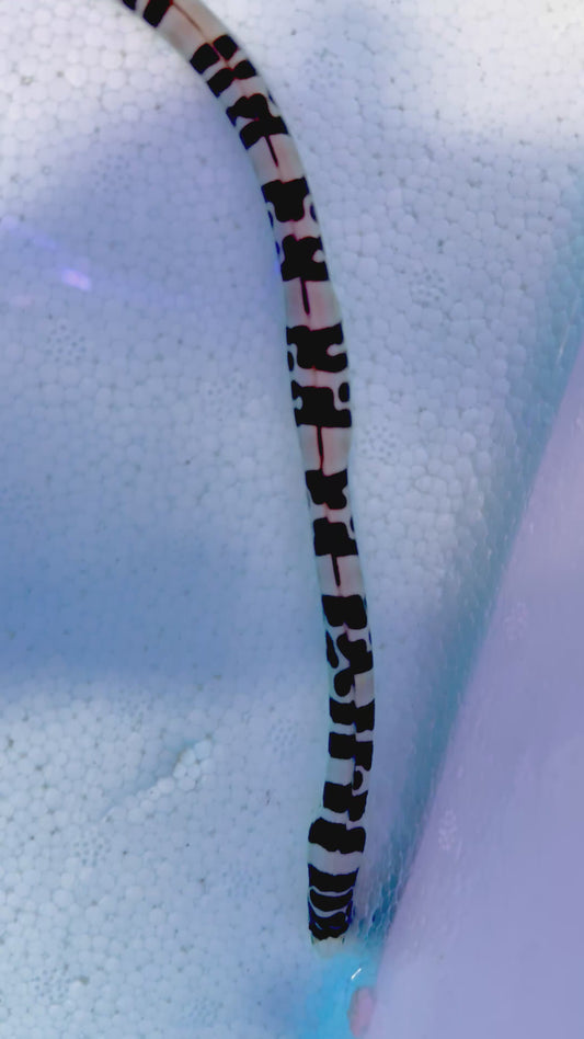Unique Banded Snake Eel BNDSNK070101 WYSIWYG Size M: 10"-14"