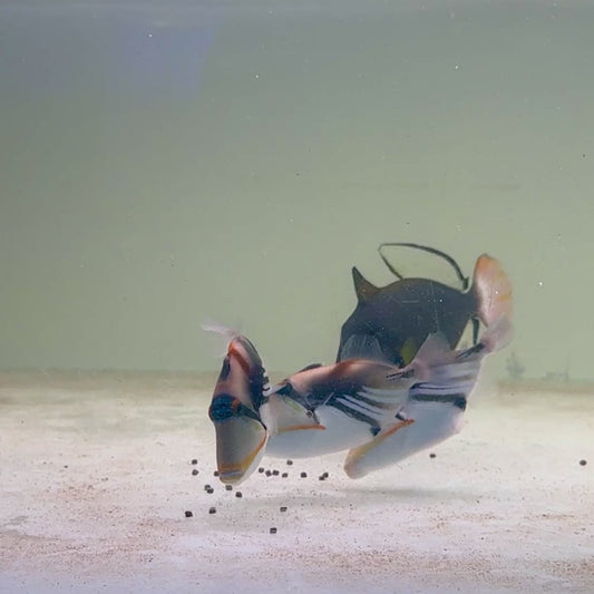 Pink Tail Triggerfish PTT121401 WYSIWYG Size: L 5"