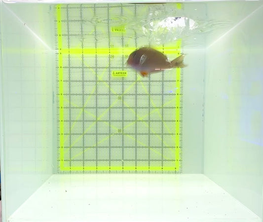 Clown Tang CT112302 WYSIWYG Size: M 3.25"