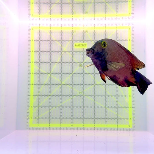 Aberrant Koi Yellow Eye Kole Tang (Spotted) YEKT110102 WYSIWYG Size: L 5"