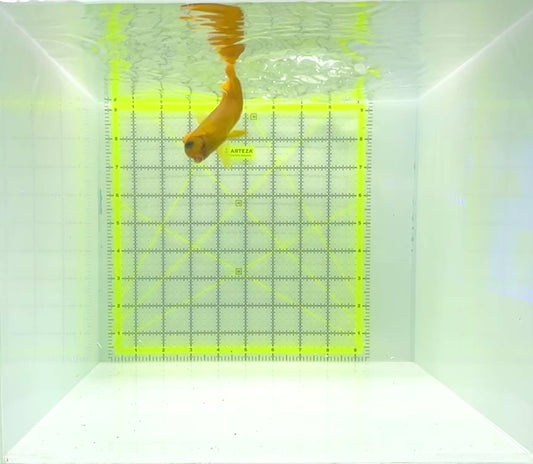 Yellow Mimic Tang (Chocolate Tang When it is Adult) YMT112304 WYSIWYG Size: M 3.25"