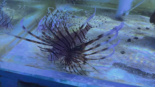 Red Volitan Lionfish RVL090301 WYSIWYG Size: L 5" approx