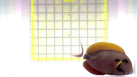 Eye Line Black Shoulder Tang ELBST102801 WYSIWYG Size: XXL/Show 6.25" approx