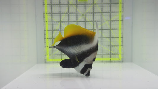 Masked Heniochus Butterflyfish Red Sea MHBRS102301 WYSIWYG Size: XL 5.75" approx