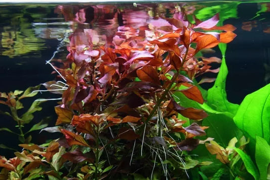 Ludwigia Palustris Red