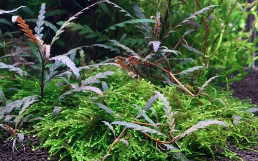 Hygrophila Pinnatifida Size: M 4” to “5 Single Stem Plant