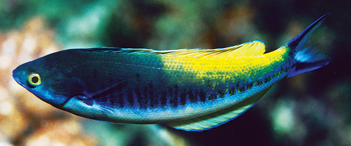 Rare Torpedo Wrasse  Size: XL 4" to 5"