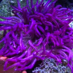 Purple Peppermint Long Tentacle Anemone Size: L 5" to 6" - Violet Aquarium 