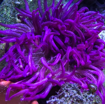 Purple Peppermint Long Tentacle Anemone Size: L 5" to 6" - Violet Aquarium 