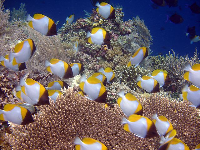 Pyramid Butterflyfish - Violet Sea Fish and Coral