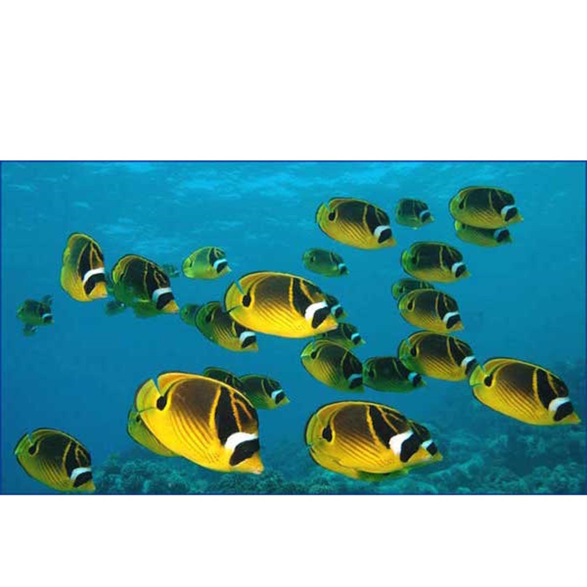 Racoon Butterflyfish - Violet Aquarium