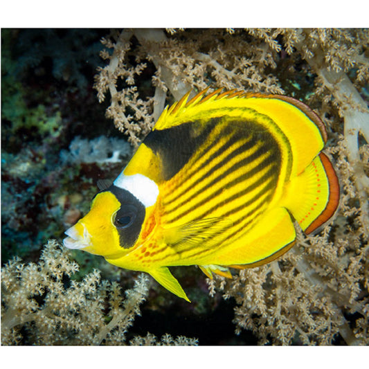 Racoon Butterflyfish - Violet Aquarium