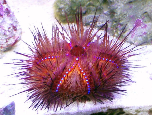 Red Long Spine Urchin - Violet Sea Fish and Coral