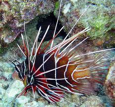 Radiata Lionfish Size: S 1" to 2"