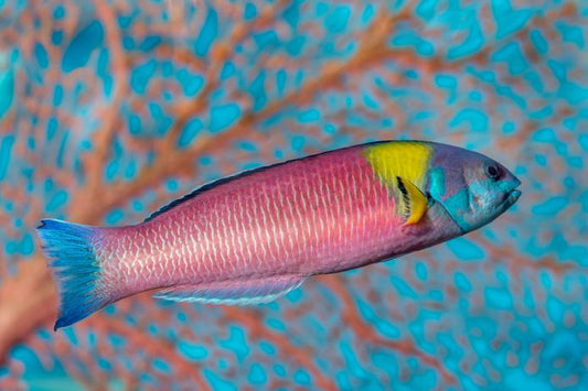 Paddlefin Wrasse - Violet Sea Fish and Coral