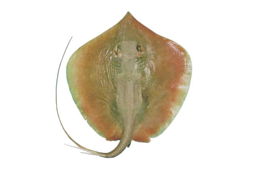 Rare Whiptail Sting Ray (Species Uknown) Size: ML 10" to 12"
