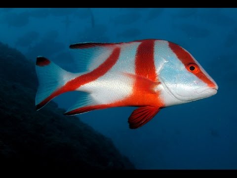 Emperor Snapper - Violet Sea Fish and Coral
