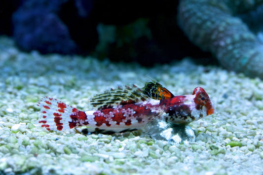 Red Scooter Dragonet - Violet Aquarium