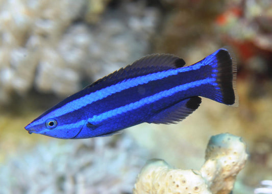 Red Sea Cleaner Wrasse - Violet Sea Fish and Coral