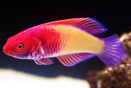 Red Velvet Fairy Wrasse Fish - Violet Aquarium