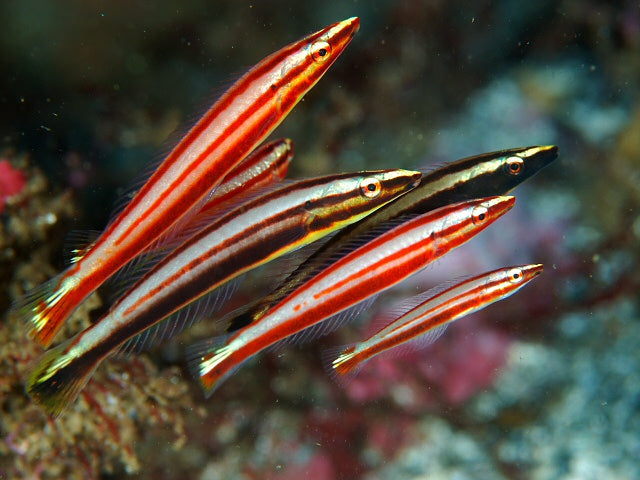Cigar Wrasse Size: L 3" to 4" - Violet Aquarium 