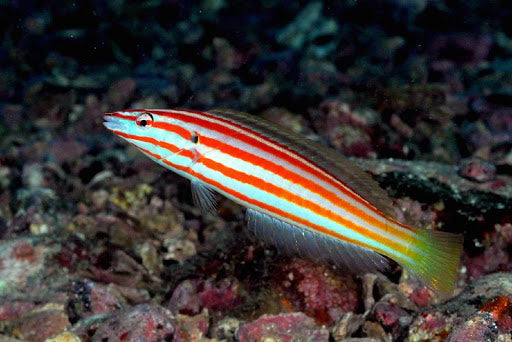 Cigar Wrasse Size: L 3" to 4" - Violet Aquarium 
