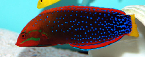 Red Coris Clown Wrasse Adult Size: M 4" to 5"