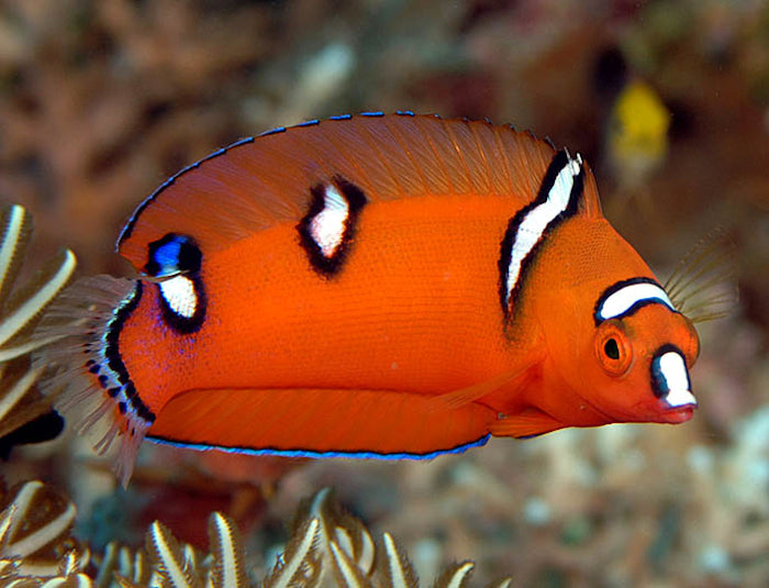 African Red Clown Coris Wrasse Juvenile Size: M 2" to 3"