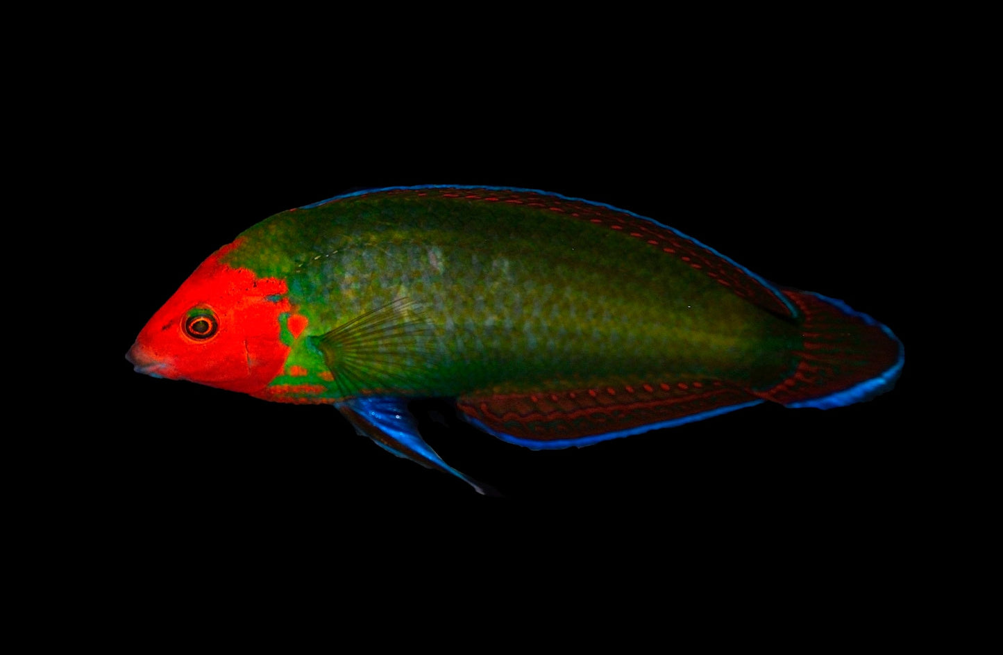 Red Face Fairy Wrasse Size: S 1" to 1.25"