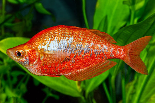 Red Rainbowfish