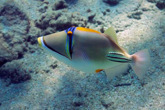Assai Trigger (Red Sea)  Size: M 3" to 4"