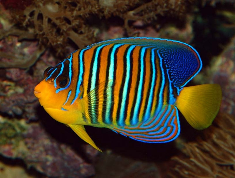 Yellow Belly Regal Angelfish - Violet Aquarium