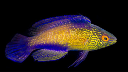 Rhomboid Wrasse(Male) Size: Tiny 1" or Below