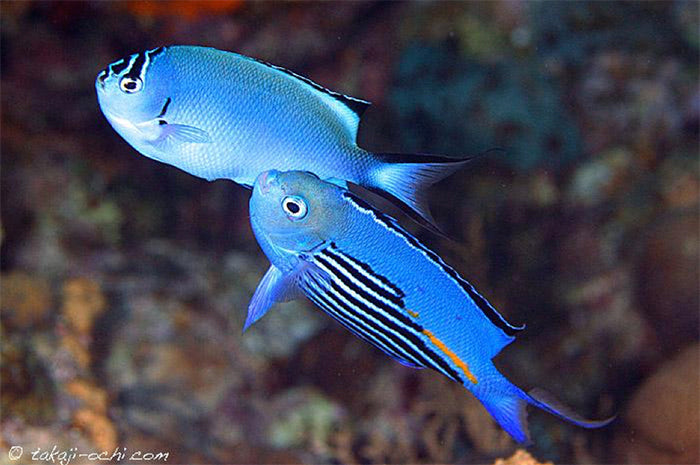 Watanabe Angelfish (Male Tonga Special Grade) Size: XXL/Show 6" and Above