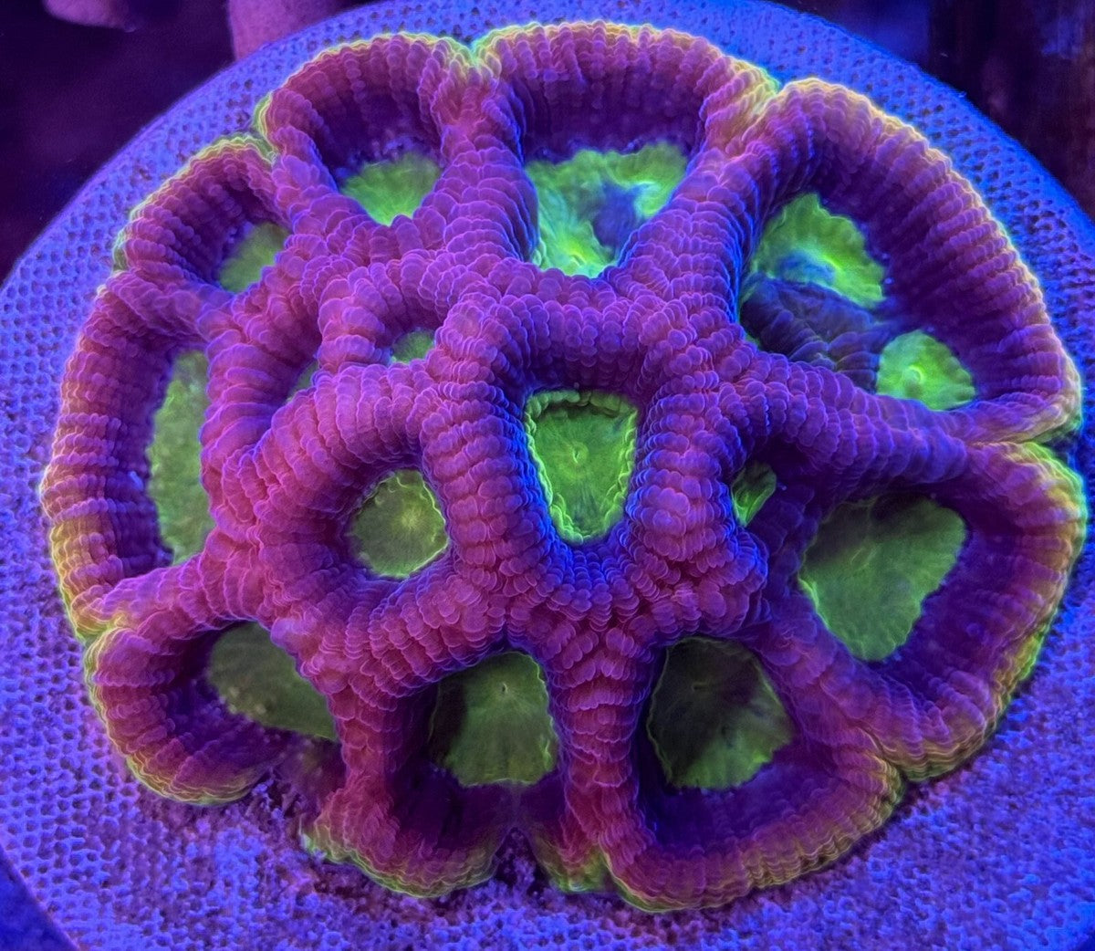 Dragon Soul Favia Size: M 0.75" to 1" Diamter Approx - Violet Aquarium 