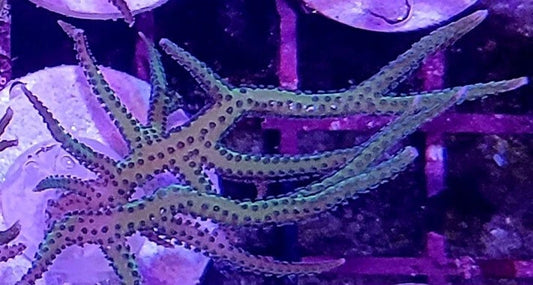 Aquacultured Assorted Bird's Nest Size: S 0.5" to 0.75" Diameter Approx