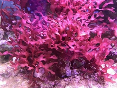 Red Pom Pom Gracilaria Macro Algae (Aquacultured) Size: M 4" to 7" - Violet Aquarium 