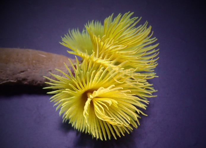 Royal Golden Yellow Feather Duster - Violet Aquarium 