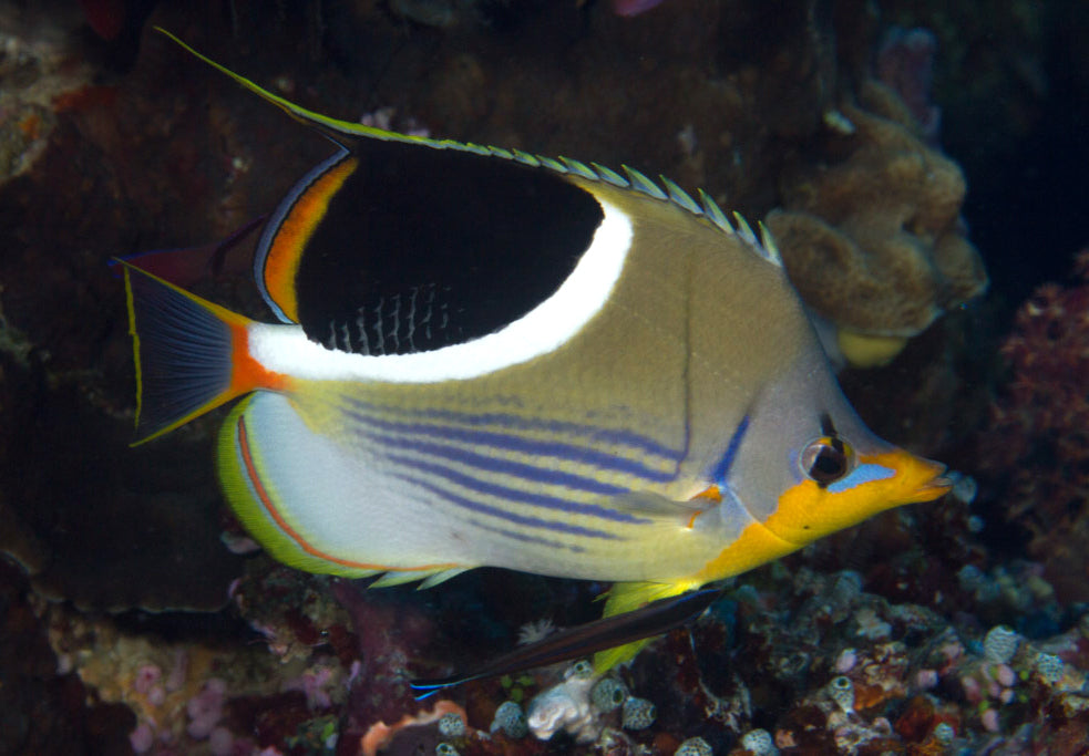 Saddleback Butterflyfish - Violet Sea Fish and Coral