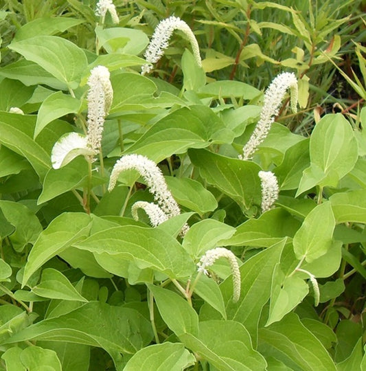 Lizard's Tail / Saururus cernuus