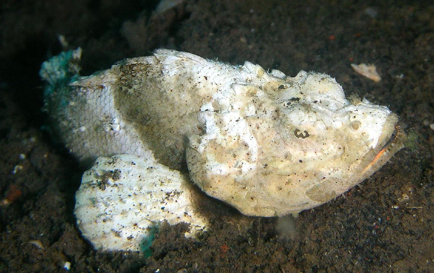 Snow White Stone Fish Size: M 2