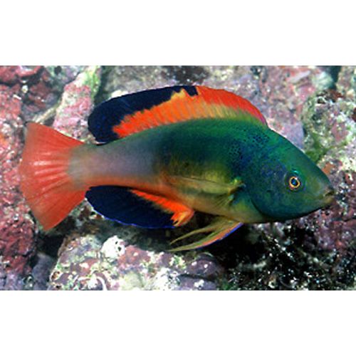 Scott's Fairy Wrasse - Violet Sea Fish and Coral